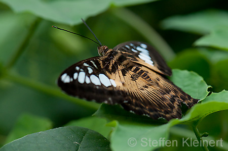 152 Segler - Parthenos sylvia